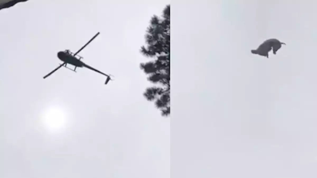 Un reconocido empresario del mundo de la moda arrojó un cerdo desde un helicóptero a una pileta