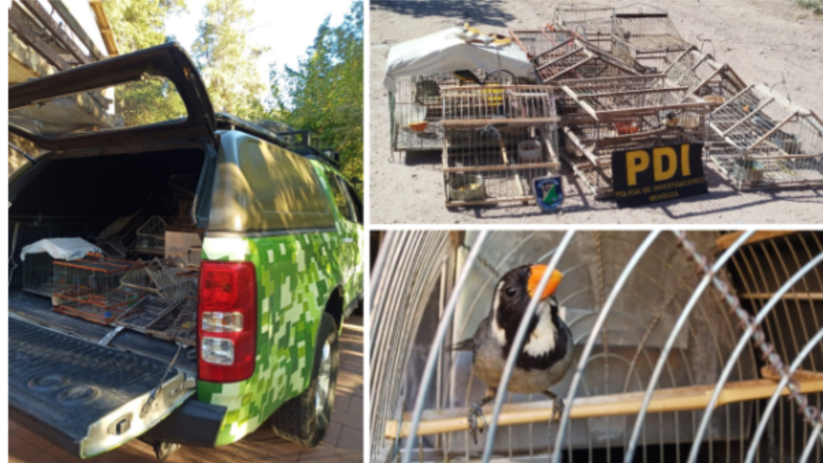 Ejemplares de siete cuchillos fueron rescatados en Mendoza. Es el ave con mayor presión de caza y tráfico ilegal en la provincia. Crédito: Gobierno de Mendoza. Ejemplares de siete cuchillos fueron rescatados en Mendoza. Es el ave con mayor presión de caza y tráfico ilegal en la provincia. Crédito: Gobierno de Mendoza. 