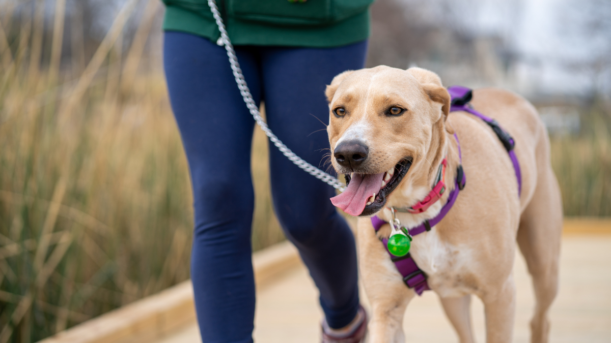 No le des las sobras: cuáles son los alimentos que un perro no debería comer No le des las sobras: cuáles son los alimentos que un perro no debería comer