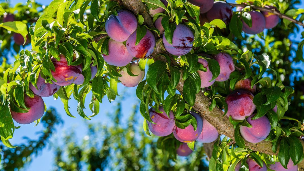 El ciruelo es un árbol resistente, de tamaño moderado y muy valorado. El ciruelo es un árbol resistente, de tamaño moderado y muy valorado.