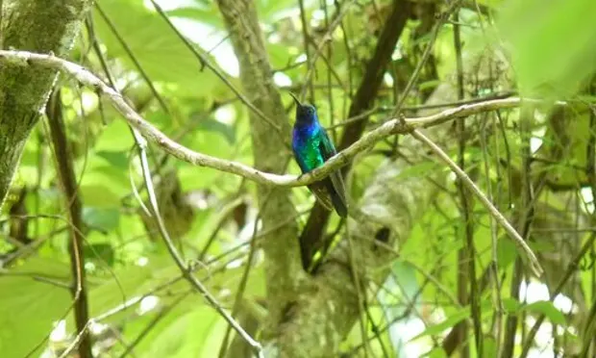 El colibrí ala de sable de Santa Marta fue avistado en Colombia luego de más de una década.