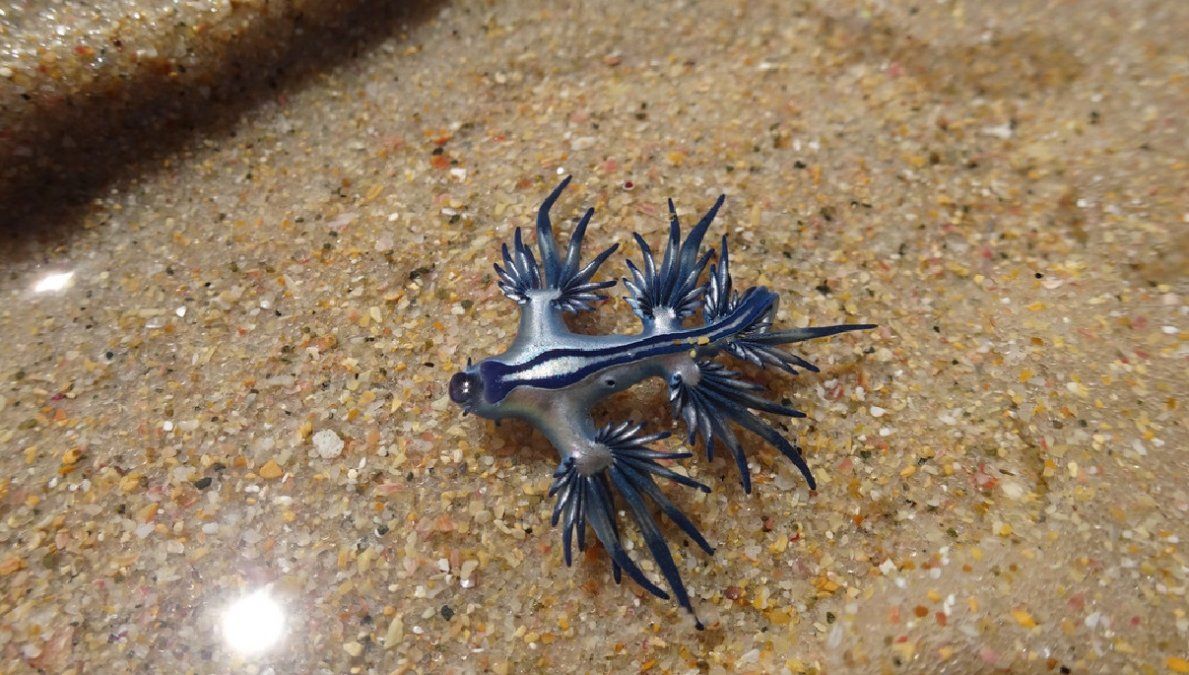 El video se volvió viral en la re social china.