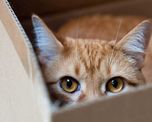¿Por qué los gatos aman las cajas? ¿Por qué los gatos aman las cajas?