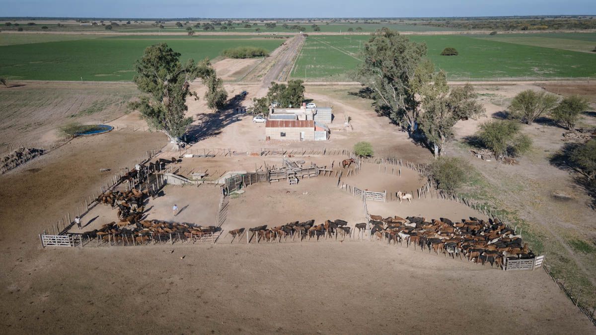 Referentes del sector afirman que hay productores alquilando campos mixtos en quintales de soja.