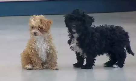 Qué pasó con Morita, la perrita que Marcos Ginocchio adoptó en Gran Hermano Qué pasó con Morita, la perrita que Marcos Ginocchio adoptó en Gran Hermano