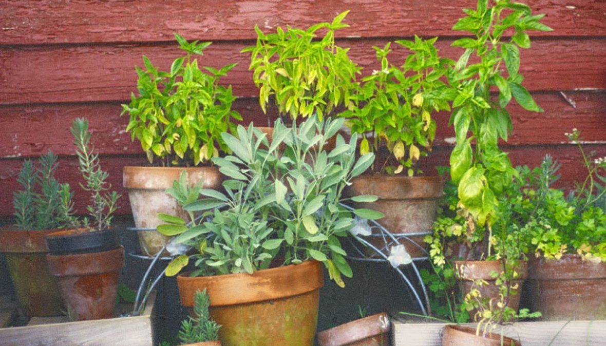 10 plantas medicinales que tenés que tener en tu jardín