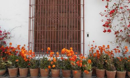 Las flores que llenan de color cualquier espacio. Las flores que llenan de color cualquier espacio.