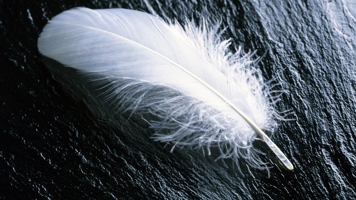 El significado de encontrar plumas y su mensaje según su color