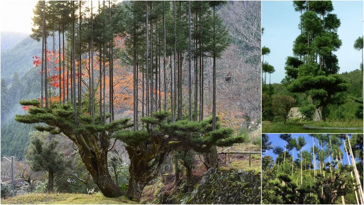 Daisugi es una técnica especial de producción de madera