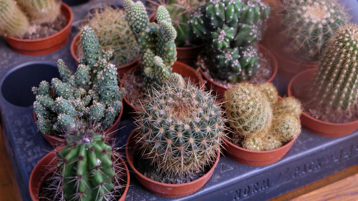Dónde hay que ubicar el cactus para atraer el dinero