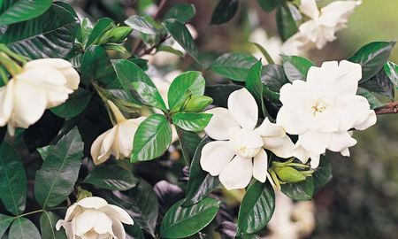 El Jazmín del Cabo requiere cuidados específicos durante los meses de altas temperaturas para asegurar una floración abundante y hojas brillantes. El Jazmín del Cabo requiere cuidados específicos durante los meses de altas temperaturas para asegurar una floración abundante y hojas brillantes.