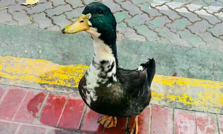 El pato Juan acompañaba a su dueña todos los días en la florería del centro de Mendoza. El pato Juan acompañaba a su dueña todos los días en la florería del centro de Mendoza.