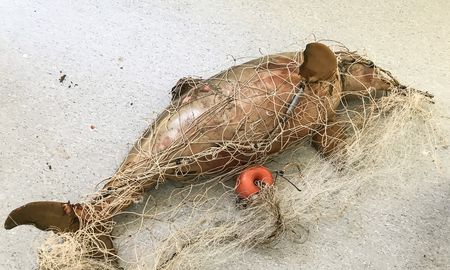 preocupacion por el delfin franciscana, una especie en riesgo en la costa argentina preocupacion por el delfin franciscana, una especie en riesgo en la costa argentina