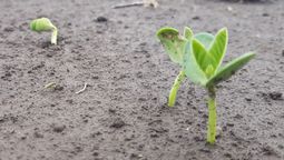 El Gobierno de la provincia de Santa Fe anunció que Rosario será sede de la XII World Soybean Research Conference (WSRC), el encuentro científico y productivo más importante del mundo dedicado a la soja.