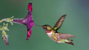 Cuál es la diferencia entre un colibrí y un picaflor