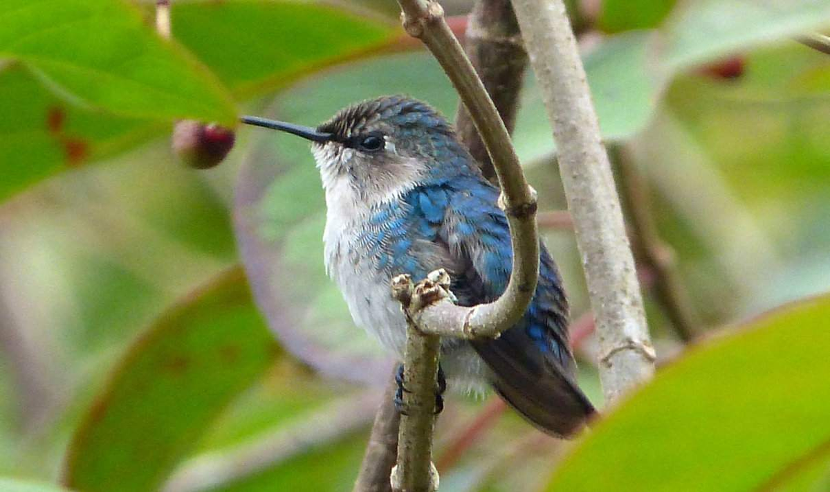 El zunzuncito o pájaro mosca es el colibrí más pequeño del mundo: pesa solo dos gramos.