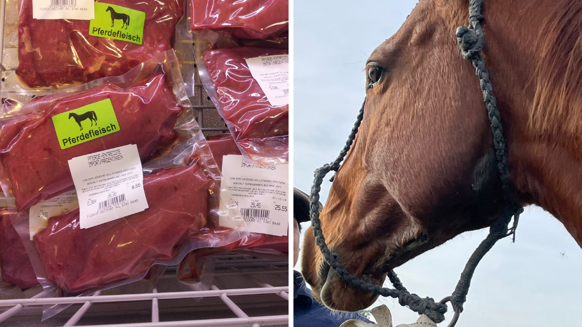 Carne De Caballo En El País Está Prohibido Su Consumo Y Solo Se Puede Exportar 8075