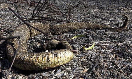 La crisis de los incendios en el Delta del Paraná devoró la mitad de este territorio. La crisis de los incendios en el Delta del Paraná devoró la mitad de este territorio.