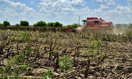 la cosecha no afloja en santa fe: buenos numeros en girasol y maiz de primera