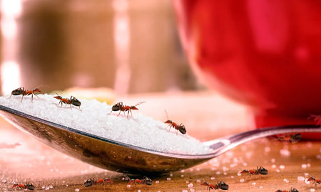 Cómo eliminar las hormigas en la cocina y alejarlas para siempre Cómo eliminar las hormigas en la cocina y alejarlas para siempre