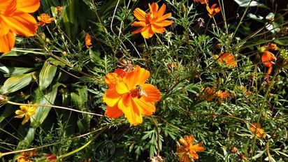 Flores que aman el sol: las especies que más crecen con altas temperaturas