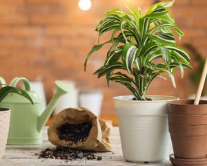 Estas plantas se desarrollan mejor en maceta y pueden llenar de color cualquier espacio. Estas plantas se desarrollan mejor en maceta y pueden llenar de color cualquier espacio.