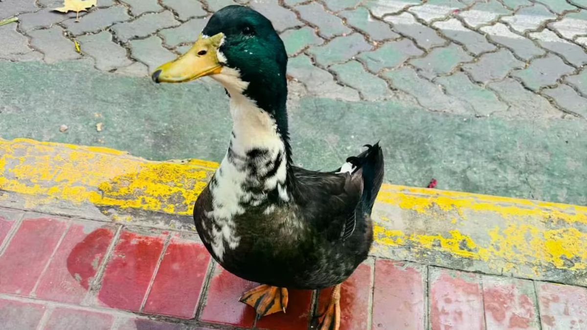 El pato Juan acompañaba a su dueña todos los días en la florería del centro de Mendoza.
