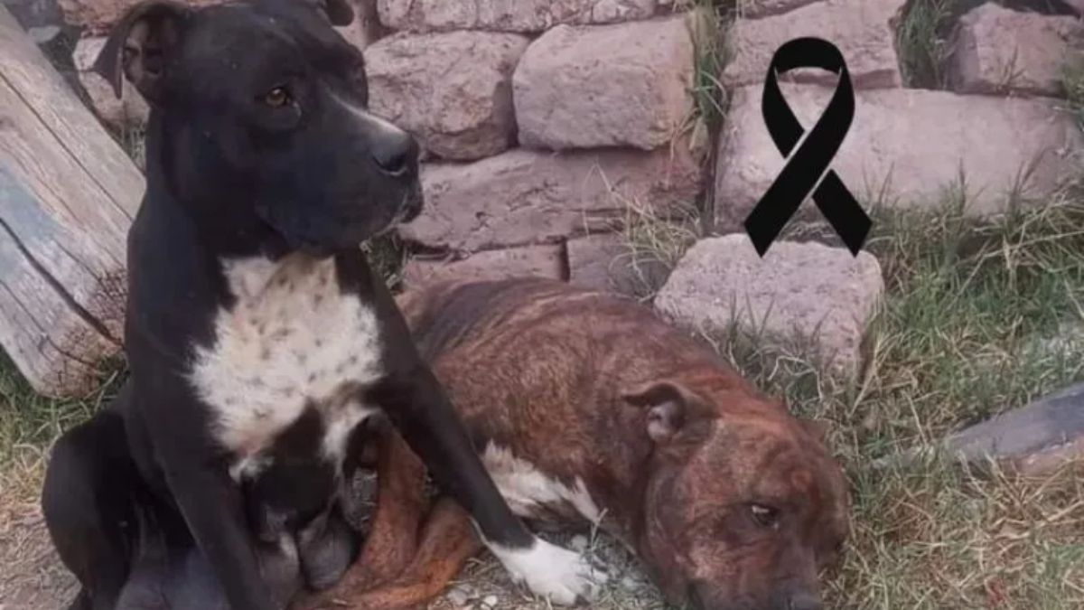 La comunidad se movilizó en torno al macabro hallazgo y se han unido en solidaridad con el dueño de los perros.