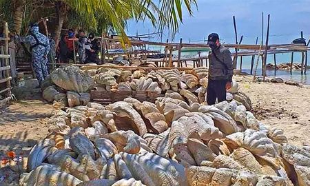 Unas 200 toneladas de moluscos gigantes, fueron incautadas el 16 de abril de 2021 en la región de Palawan, en Filipinas. Foto divulgada el 17 de abril por los guardacostas Handout Philippine coast Guard (PCG)/AFP Unas 200 toneladas de moluscos gigantes, fueron incautadas el 16 de abril de 2021 en la región de Palawan, en Filipinas. Foto divulgada el 17 de abril por los guardacostas Handout Philippine coast Guard (PCG)/AFP