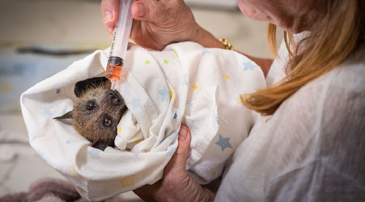 Abuela adoptó un perro