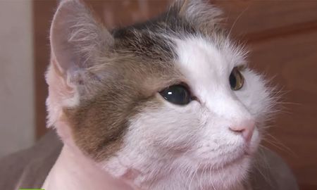 video: asi un gato salva a su duena de morir en un incendio mientras dormia video: asi un gato salva a su duena de morir en un incendio mientras dormia