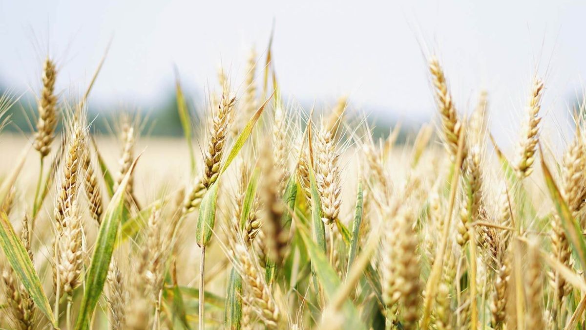 Tras visitar y analizar más de 300 lotes, anticiparon “promedios sobresalientes”: 2.900kb/ha para el trigo y 3.500kg/ha para cebada. Tras visitar y analizar más de 300 lotes, anticiparon “promedios sobresalientes”: 2.900kb/ha para el trigo y 3.500kg/ha para cebada.