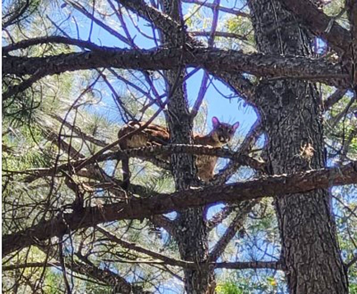 Animales sueltos: la creciente del Paraná y la pérdida de hábitat natural activan las apariciones de fauna silvestre