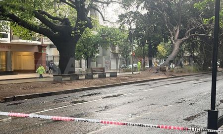 La circulación del transito quedó interrumpida a raíz de la caída. La circulación del transito quedó interrumpida a raíz de la caída.