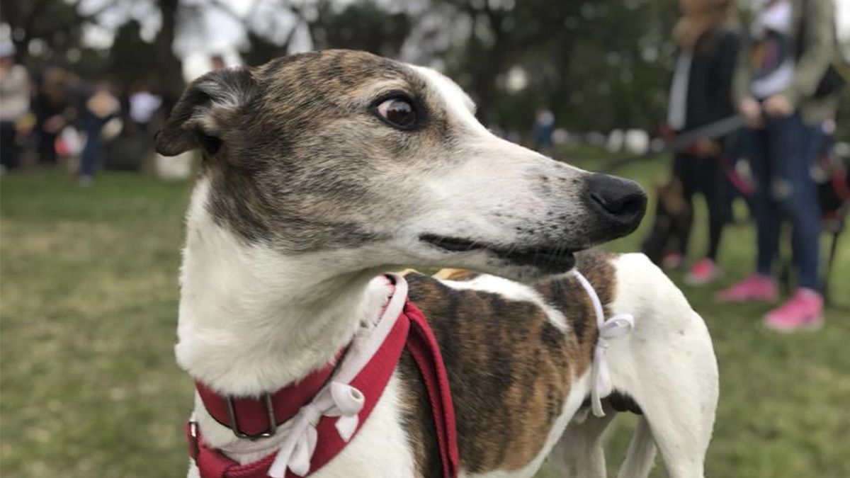 Los perros galgos era utilizados para carreras ilegales.&nbsp;