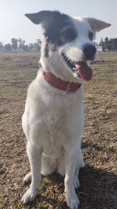Any trabaja para ayudar a su refugio.
