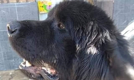 Declararon culpable al joven que asesino a patadas a un perro en Río Negro Declararon culpable al joven que asesino a patadas a un perro en Río Negro