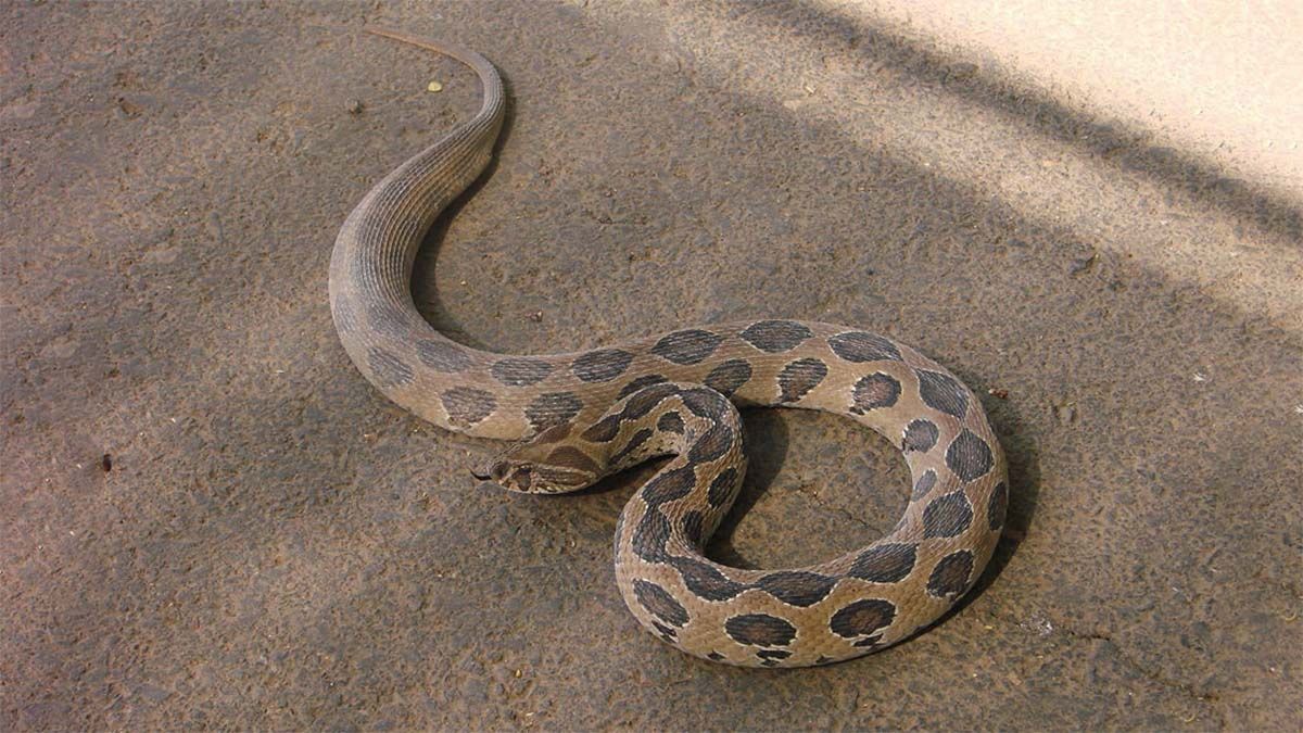 Video: así lucharon una cría de víbora y un ciempiés