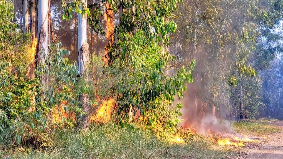 El fuego comenzó en la tarde del jueves en un sector del monte histórico de eucaliptos que rodea la planta de Celulosa en Capitán Bermúdez.