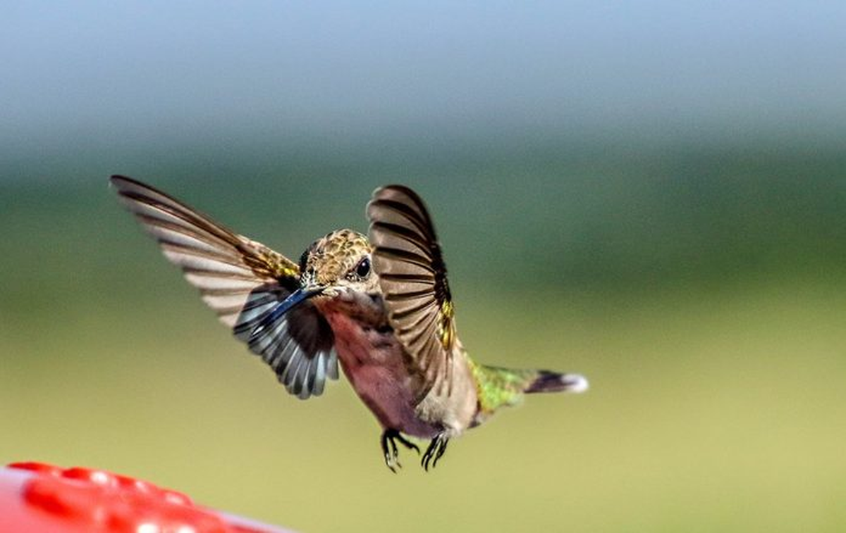 La mágica receta del néctar de colibrí que podés hacer desde tu casa