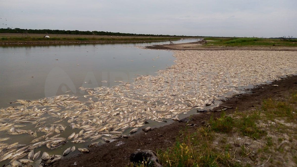 La mortandad de peces se produce en distintos ríos. Esta imagen fue registrada en el Calchaquí.