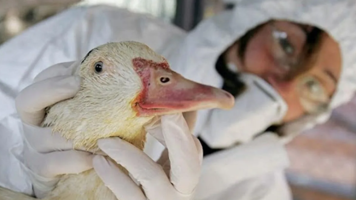 Argentina declaró la&nbsp;emergencia sanitaria&nbsp;por la detección de&nbsp;gripe aviar&nbsp;en&nbsp;gansos salvajes&nbsp;en la provincia de&nbsp;Jujuy.