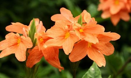 La planta que florece todo el año se convirtió en una de las favoritas por su bajo mantenimiento. La planta que florece todo el año se convirtió en una de las favoritas por su bajo mantenimiento.