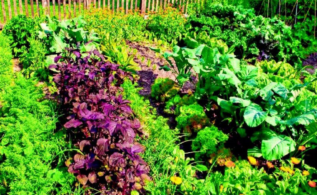 9 recomendaciones para producir en la huerta en temporada de invierno