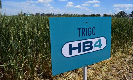 Aire de Santa Fe | trigo hb4.jpg