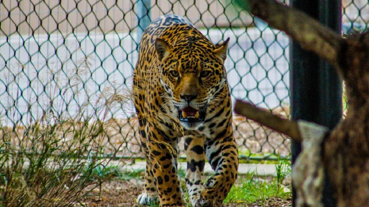 Video viral: una señora se defendió con su bastón del ataque de un leopardo.