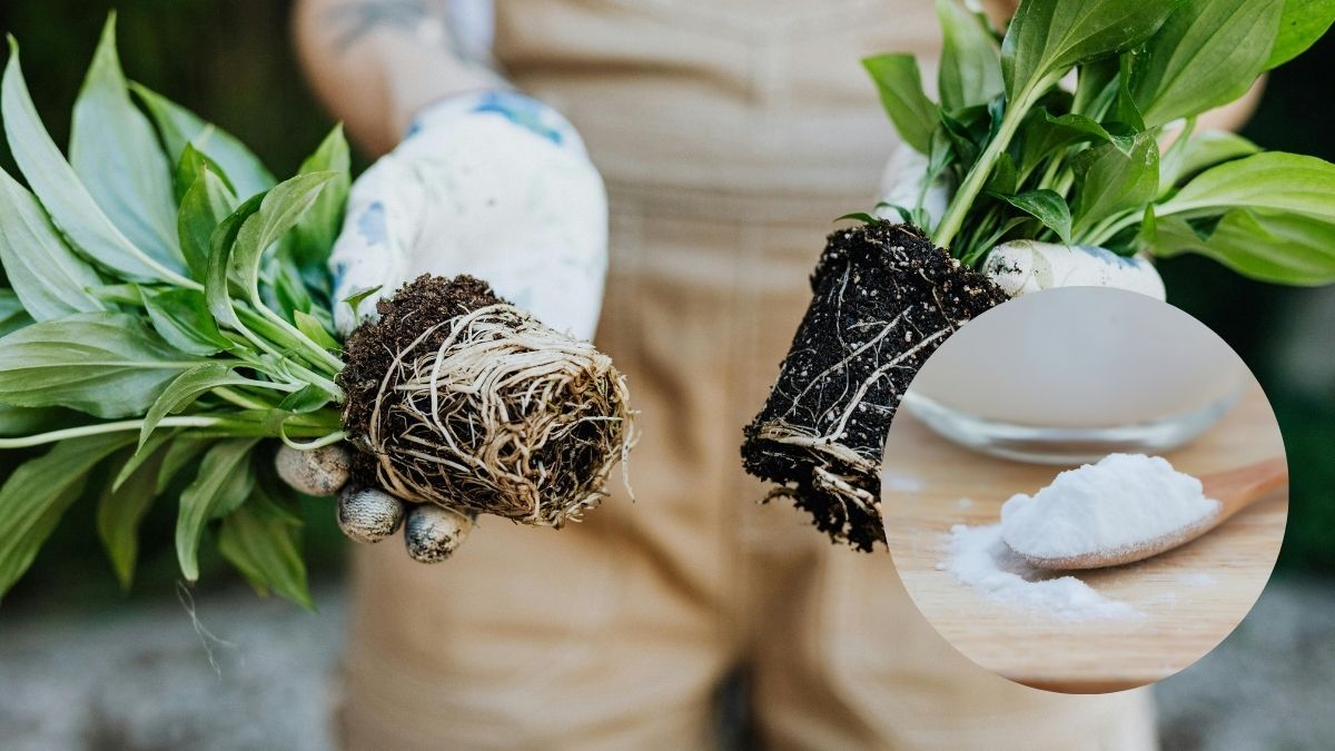 El truco con bicarbonato de sodio para la lengua de suegra que evita hongos y hojas amarillas.