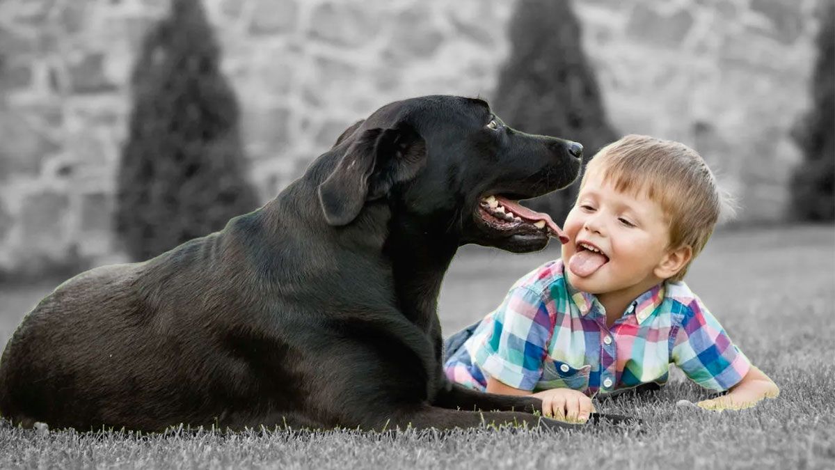 Los animales de compañía pueden ayudar a reducir el estrés