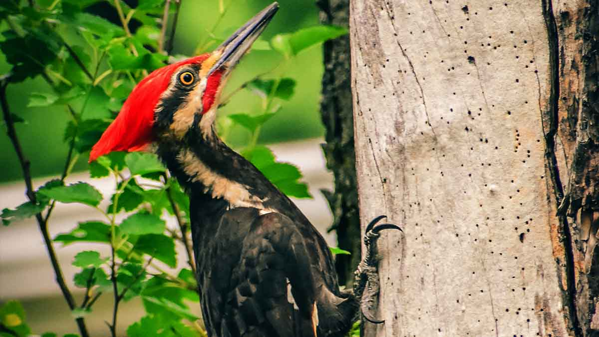 La actividad humana contribuye a la pérdida del hábitat de estos animales que peligran por su exterminio.