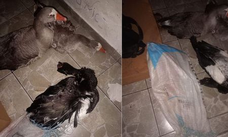 Los adolescentes fueron sorprendidos en plena madrugada cuando se llevaban dos gansos y un pato casero de una casa quinta en Arroyo Leyes. Los adolescentes fueron sorprendidos en plena madrugada cuando se llevaban dos gansos y un pato casero de una casa quinta en Arroyo Leyes.